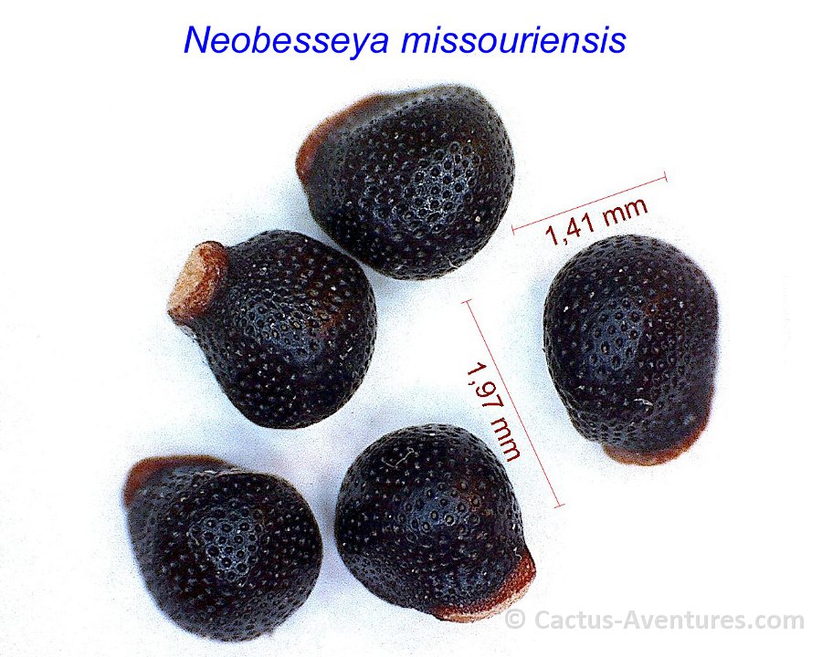 Neobesseya missouriensis